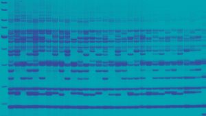 plant dna fingerprinting