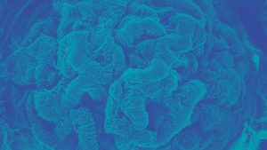 glomerulum microscope image