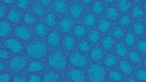 cell under microscope