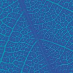 leaf veins
