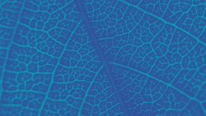 leaf veins