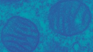 mitochondrion microscope